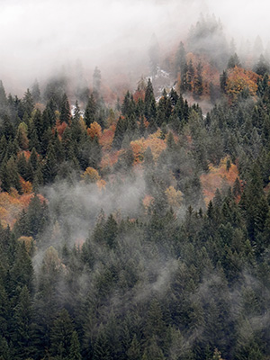 Wald und Nebel