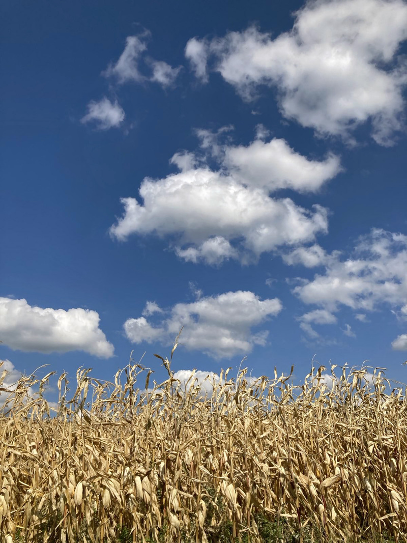 Der Sommer zu Hause