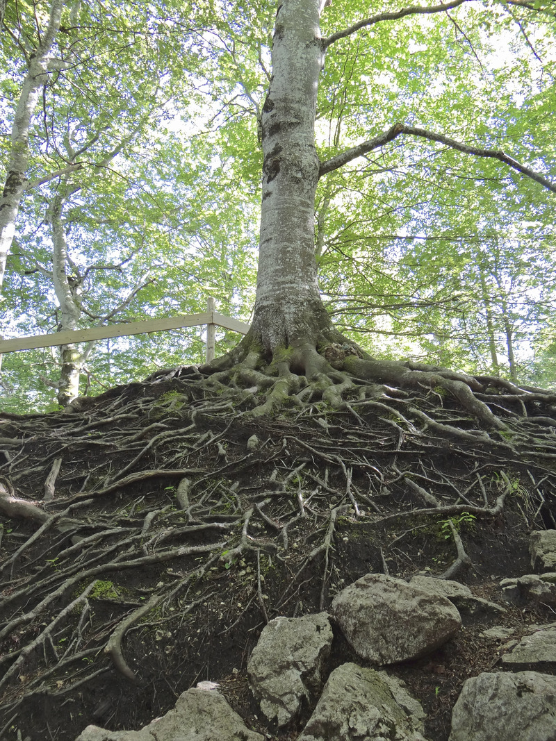  Baum DSC09042