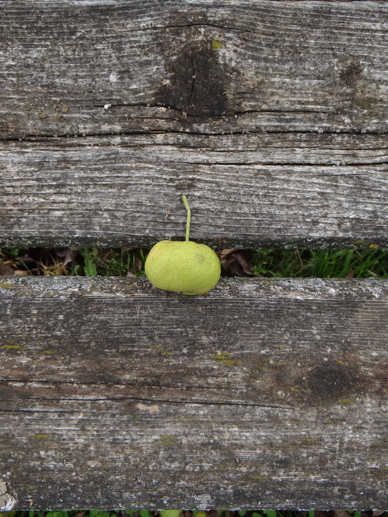  waescheleine dein wort fuer den herbst bitte aufhellen