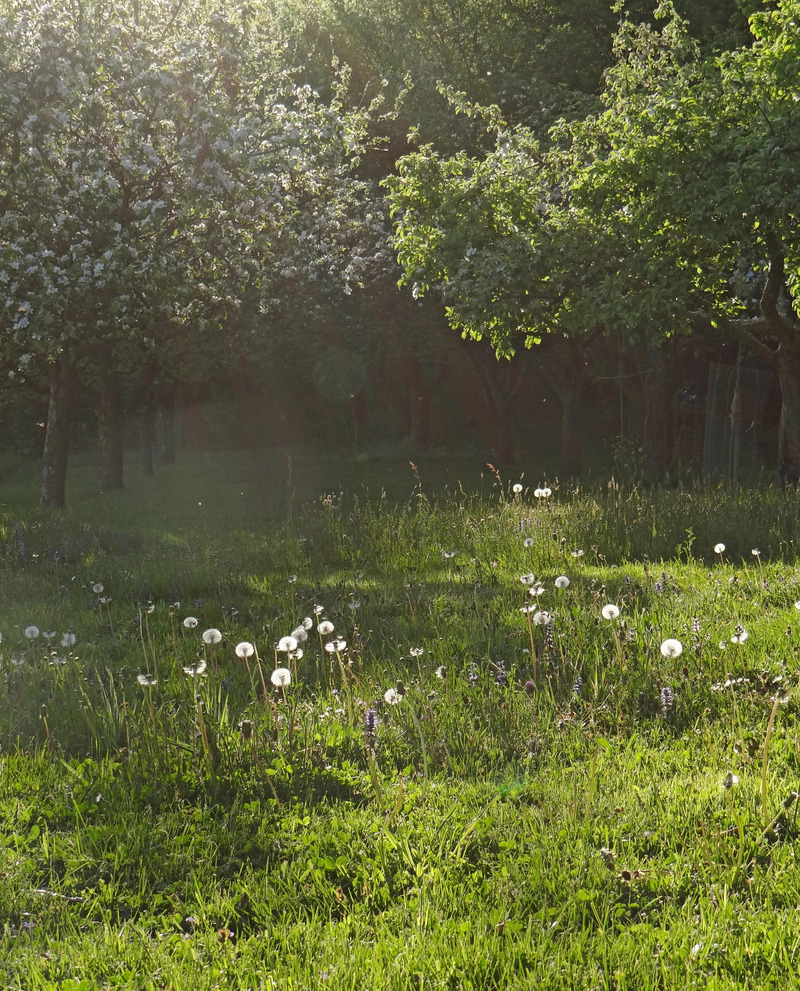 Die Natur im Frühling