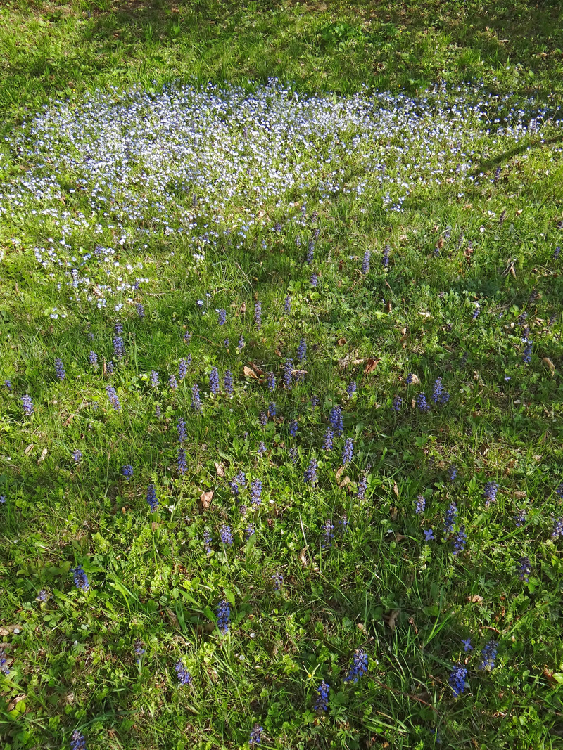 Bild einer frühlingshaften Wiese